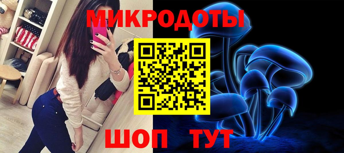Галлюциногенные грибы Psilocybe Курчатов